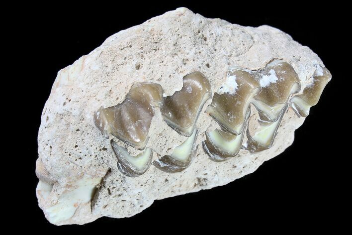 Oreodont Jaw Section With Teeth - South Dakota #82189